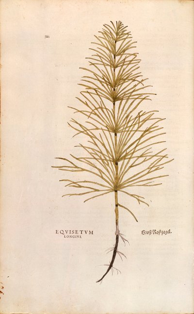 Åkerfräken - Equisetum arvense (Equisetum arvense) av Leonhart Fuchs från The History of Plants (Anmärkningsvärda kommentarer om växternas historia), färgstickad gravyr av Leonhard Fuchs
