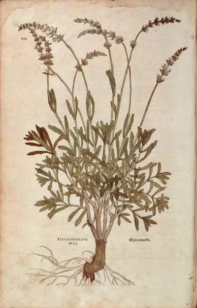 Lavendel - Lavandula spica (Pseudonardus mas) av Leonhart Fuchs från De historia stirpium commentarii insignes (Anmärkningsvärda kommentarer om växternas historia), färgstickad gravyr av Leonhard Fuchs