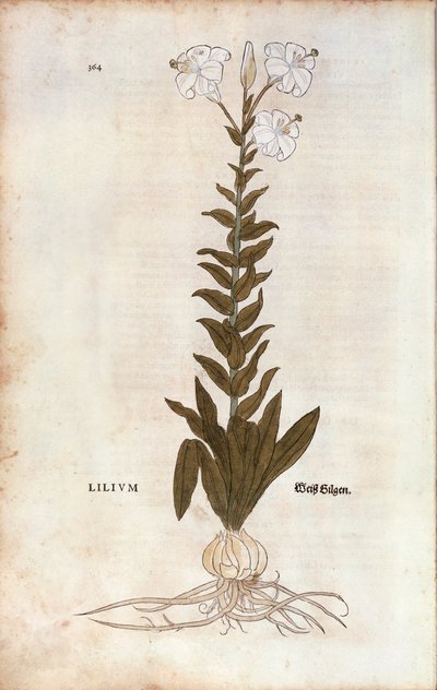 Lily (Lilium) av Leonhart Fuchs från De historia stirpium commentarii insignes (Anmärkningsvärda kommentarer om växternas historia), färgad gravyr av Leonhard Fuchs