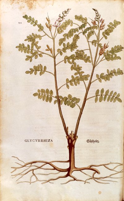 Lakrits eller lakrits (Glycyrrhiza glabra) av Leonhart Fuchs från De historia stirpium commentarii insignes (Anmärkningsvärda kommentarer om växternas historia) färggravyr av Leonhard Fuchs