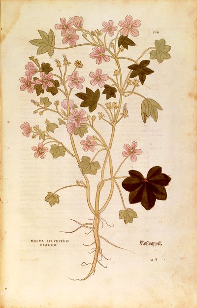 Malva (Malva sylvestris elatior) av Leonhart Fuchs från De historia stirpium commentarii insignes (Anmärkningsvärda kommentarer om växternas historia), färgad gravyr av Leonhard Fuchs