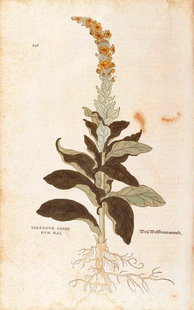 Mullein - Verbascum Thapsus (Verbasco candidum mas) av Leonhart Fuchs från De historia stirpium commentarii insignes (Anmärkningsvärda kommentarer om växternas historia), färgstick av Leonhard Fuchs