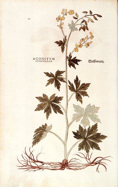 Northern Wolfsbane (Aconitum lycoctonum) av Leonhart Fuchs från De historia stirpium commentarii insignes (Notable Commentaries on the History of Plants), färgad gravyr av Leonhard Fuchs