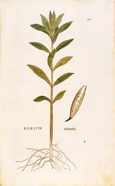Oleander (Nerium oleander) av Leonhart Fuchs från De historia stirpium commentarii insignes (Anmärkningsvärda kommentarer om växternas historia), färgstickad gravyr av Leonhard Fuchs