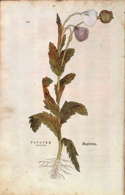 Opiumvallmo - Papaver somniferum (Papaver satiuum) av Leonhart Fuchs från De historia stirpium commentarii insignes (Anmärkningsvärda kommentarer om växternas historia), färgstickad gravyr av Leonhard Fuchs