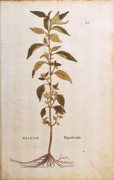 Pellitory-of-the-wall eller lichwort - Parietaria officinalis (Helxine) av Leonhart Fuchs från De historia stirpium commentarii insignes (Anmärkningsvärda kommentarer om växternas historia) färgstick av Leonhard Fuchs