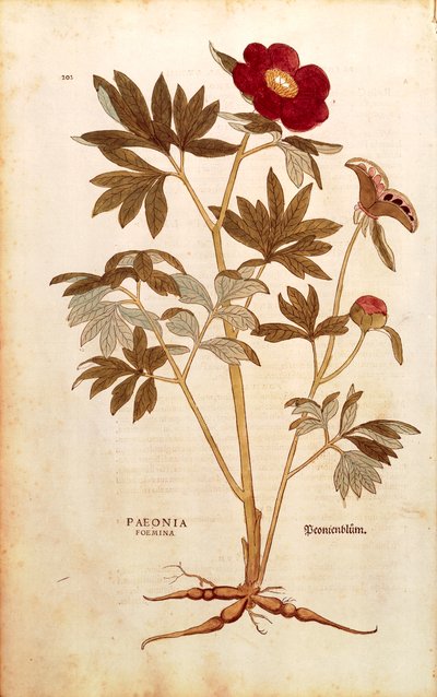 Pion - Paeonia officinalis (Paeonia foemina) av Leonhart Fuchs från De historia stirpium commentarii insignes (Anmärkningsvärda kommentarer om växternas historia), färgstickad gravyr av Leonhard Fuchs