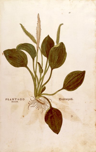 Växtbanan (Plantago major) av Leonhart Fuchs från De historia stirpium commentarii insignes (Anmärkningsvärda kommentarer om växternas historia) färggravyr av Leonhard Fuchs