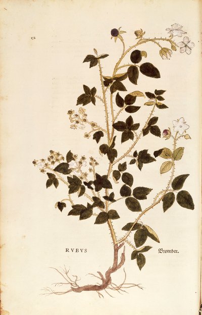 Tallrik: Dewberry (Rubus) av Leonhart Fuchs från De historia stirpium commentarii insignes (Anmärkningsvärda kommentarer om växternas historia), färgstickad gravyr av Leonhard Fuchs
