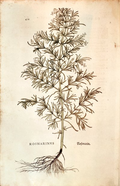 Rosmarin, Rosmarinus Officinalis (Rosmarinus). färgad gravyr av Leonhard Fuchs