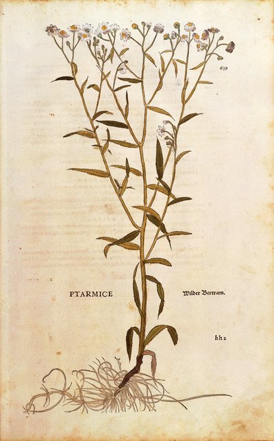 Sneezewort - Achillea ptarmica (Ptarmice) av Leonhart Fuchs från De historia stirpium commentarii insignes (Anmärkningsvärda kommentarer om växternas historia) färggravyr av Leonhard Fuchs