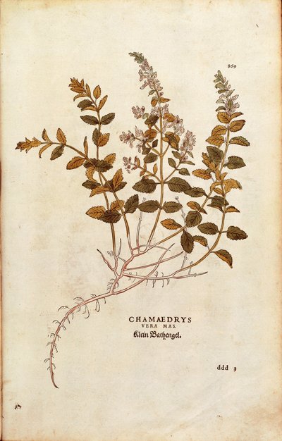 Wall Germander - Teucrium chamaedrys (Chamaedrys vera mas) av Leonhart Fuchs från De historia stirpium commentarii insignes (Anmärkningsvärda kommentarer om växternas historia) färggravyr av Leonhard Fuchs