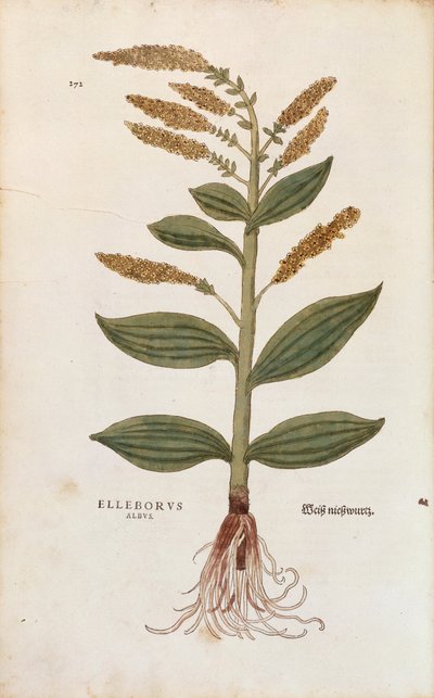 White Hellebore - Veratrum album (Elleborus albus) av Leonhart Fuchs från De historia stirpium commentarii insignes (Anmärkningsvärda kommentarer om växternas historia), färgstickad gravyr av Leonhard Fuchs