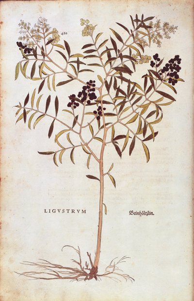 Vild liguster (Ligustrum vulgare) av Leonhart Fuchs från De historia stirpium commentarii insignes (Anmärkningsvärda kommentarer om växternas historia) färgstickad gravyr av Leonhard Fuchs