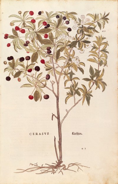 Vilda körsbär - Prunus avium (Cerasus) av Leonhart Fuchs från De historia stirpium commentarii insignes (Anmärkningsvärda kommentarer om växternas historia) färgstickad gravyr av Leonhard Fuchs