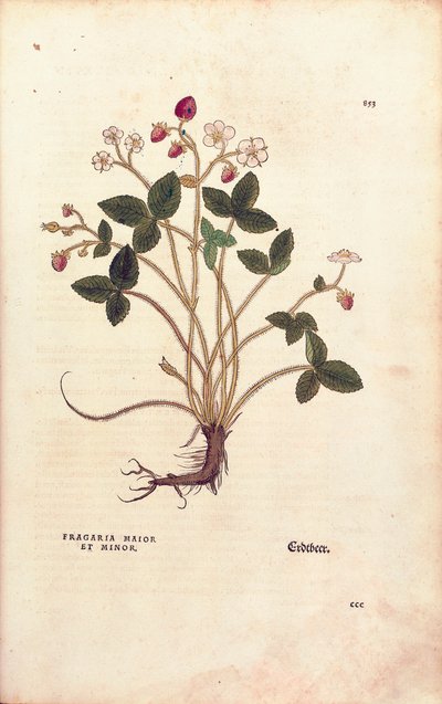 Skogsjordgubbe - Fragaria vesca (Fragaria maior et minor) av Leonhart Fuchs från De historia stirpium commentarii insignes (Anmärkningsvärda kommentarer om växternas historia), färgstick av Leonhard Fuchs