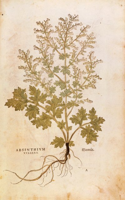 Malört - Artemisia absinthium (Absinthium vulgare) av Leonhart Fuchs från De historia stirpium commentarii insignes (Anmärkningsvärda kommentarer om växternas historia), färgstickad gravyr av Leonhard Fuchs