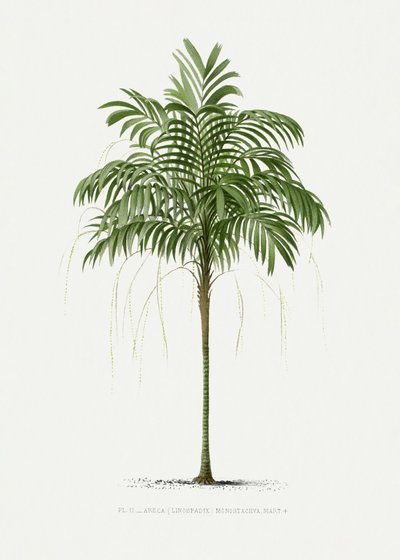 Ii Areca Monostachya av Les Palmiers Histoire Iconographique