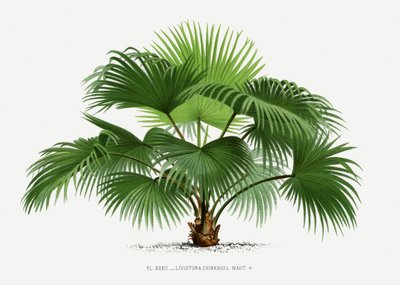 Livistona C av Les Palmiers Histoire Iconographique