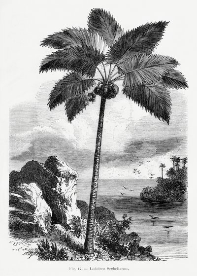 Vintage-teckning av en palm I av Les Palmiers Histoire Iconographique
