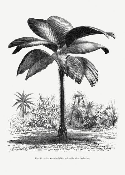 Vintage-teckning av palmträd III av Les Palmiers Histoire Iconographique