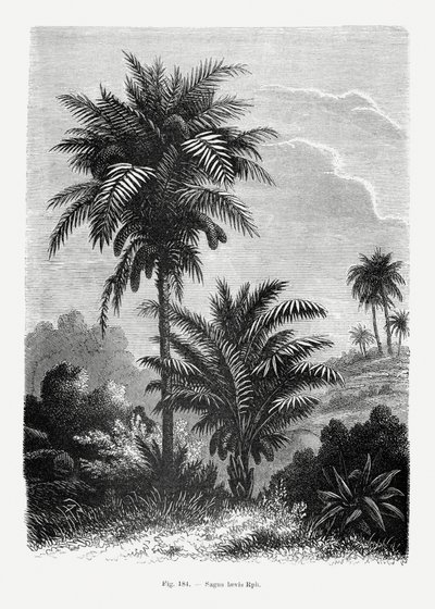 Vintage-teckning av en palm V av Les Palmiers Histoire Iconographique