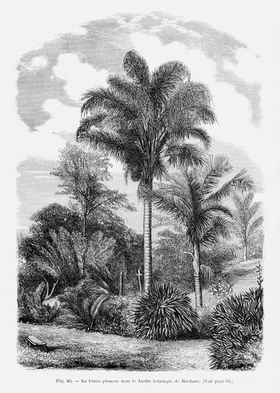 Vintage-teckning av en palm Vi av Les Palmiers Histoire Iconographique