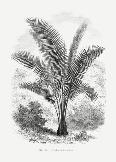 Vintage-teckning av palmträd VII av Les Palmiers Histoire Iconographique