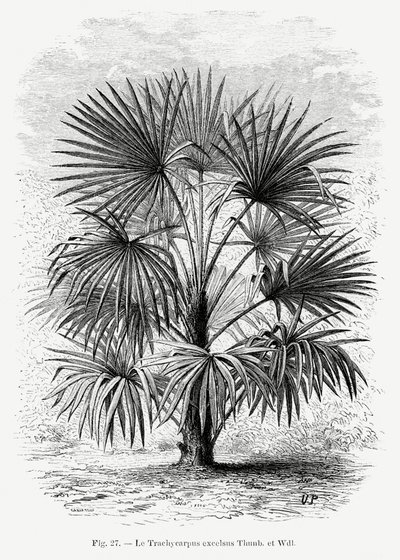 Vintage-teckning av en palm Xi av Les Palmiers Histoire Iconographique