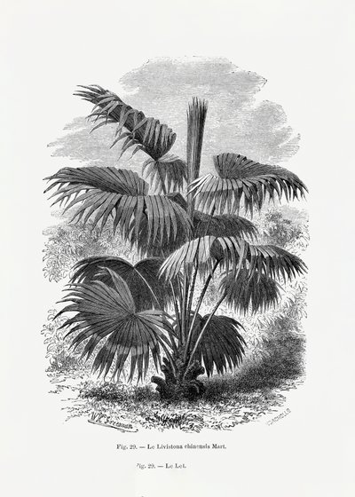 Vintage-teckning av en palmträd XII av Les Palmiers Histoire Iconographique