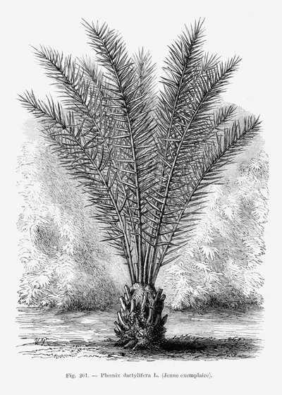 Vintage-teckning av en palmträd XIII av Les Palmiers Histoire Iconographique