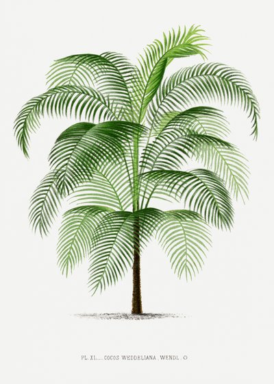 Xi Cocos Weddeliana av Les Palmiers Histoire Iconographique