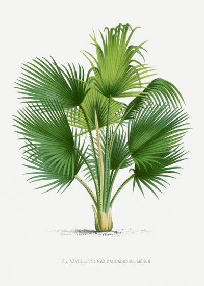 XXVII Thrinax B av Les Palmiers Histoire Iconographique