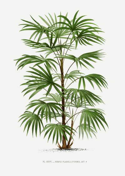 Xxxvi Rhapis F av Les Palmiers Histoire Iconographique