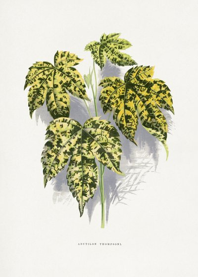 Abutilon Thompsoni Leaf Illustration av Les Plantes a Feuillage Colore