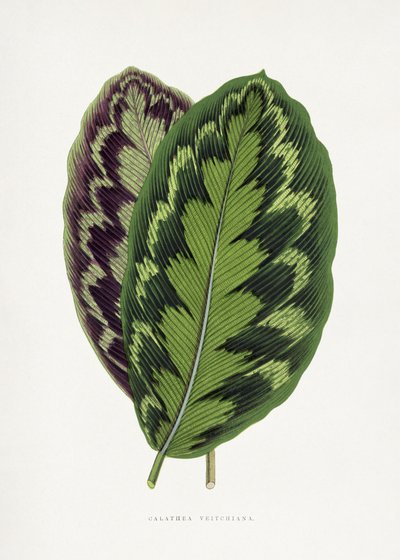 Illustration av ett Calathea veitchiana-blad av Les Plantes a Feuillage Colore
