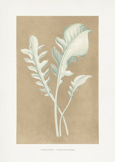 Illustration av bladet på Centaurea candidissima av Les Plantes a Feuillage Colore