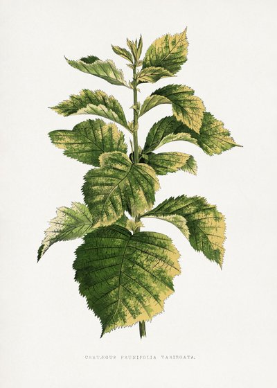 Illustration av vanlig hagtornsblad av Les Plantes a Feuillage Colore