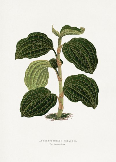 Illustration av ett grönt blad av Anoechtochilus setaceus av Les Plantes a Feuillage Colore