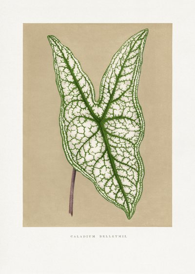 Illustration av ett grönt Caladium Belleymii-blad av Les Plantes a Feuillage Colore