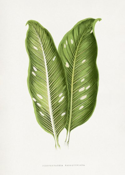 Green Dieffenbachia Baraquiniana Leaf Illustration av Les Plantes a Feuillage Colore