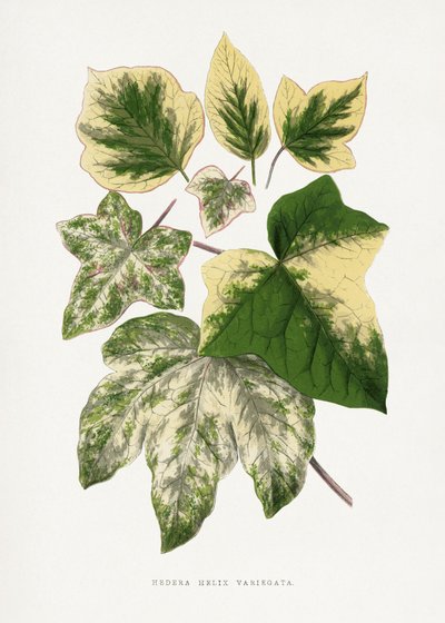 Illustration av ett grönt blad av Les Plantes a Feuillage Colore
