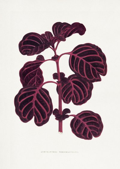 Illustration av ett blad från Achyranthes verschaffeltii (rosa) av Les Plantes a Feuillage Colore