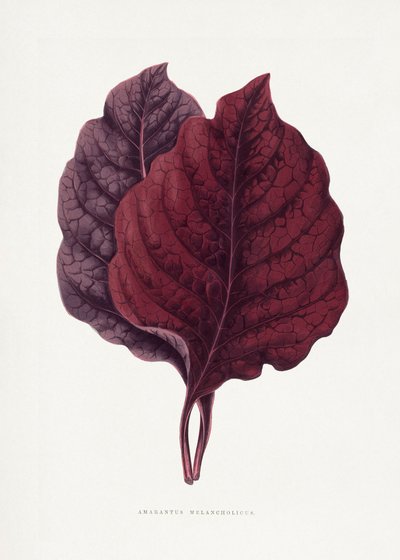 Illustration av ett rosa amarantblad av Les Plantes a Feuillage Colore