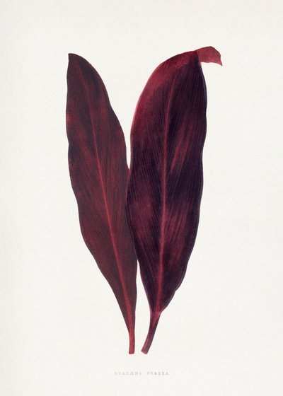 Illustration av ett rosa Dracaena ferrea-blad av Les Plantes a Feuillage Colore