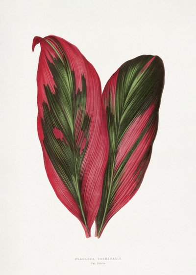 Pink Dracaena Terminalis Leaf Illustration av Les Plantes a Feuillage Colore