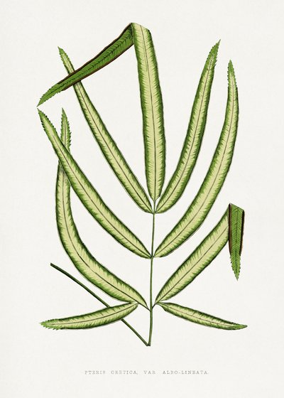 Illustration av ett blad från Pteris cretica av Les Plantes a Feuillage Colore
