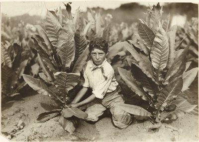 Tioårig plockare på Gildersleeve Tobacco Farm av Lewis W. Hine
