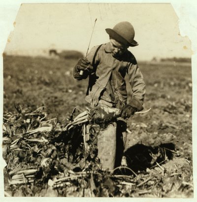 Alex Reiber, 7 år, fortsätter att toppa sockerbetor efter att ha "hakat" sitt knä, nära Sterling, Colorado, 1915 av Lewis Wickes Hine