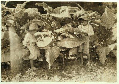 Amos 6 år och Horace 4 år, som sår och suger tobak hela dagen åt sin far John Neal i Warren County, Albaton, Kentucky, 1916. av Lewis Wickes Hine